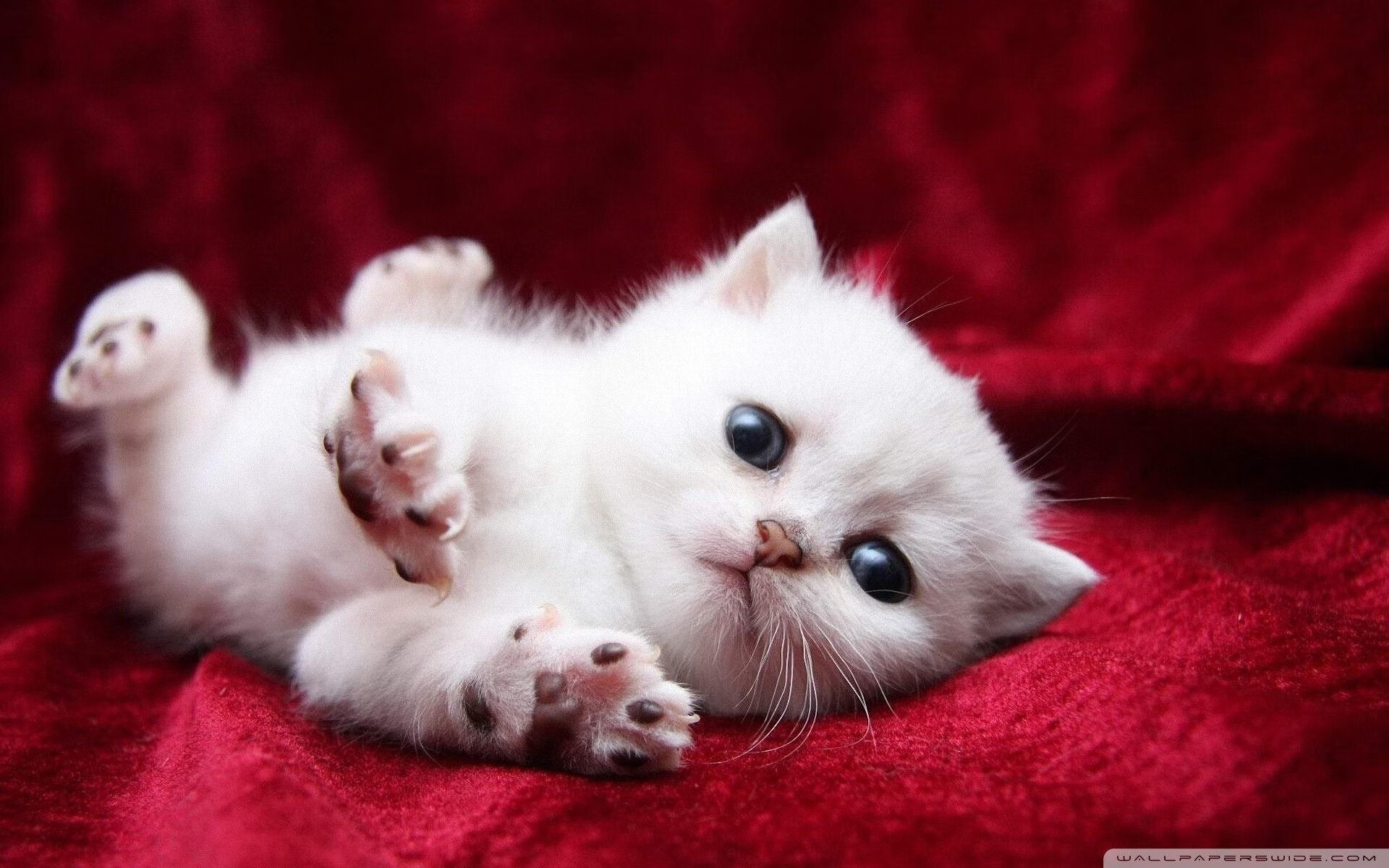 中超联赛直播观众数创新高，行业影响力持续扩大，中超联赛播放