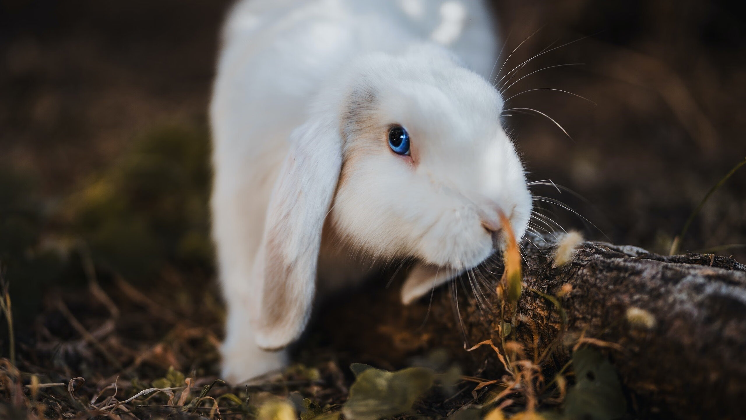 伊朗马术协会与国际马术联合会合作，举办国际马术交流活动，促进技术交流。