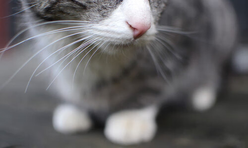 kaiyun网站-【明星比拼】丁俊晖与奥沙利文的经典对决集锦，丁俊晖vs奥沙利文搞笑