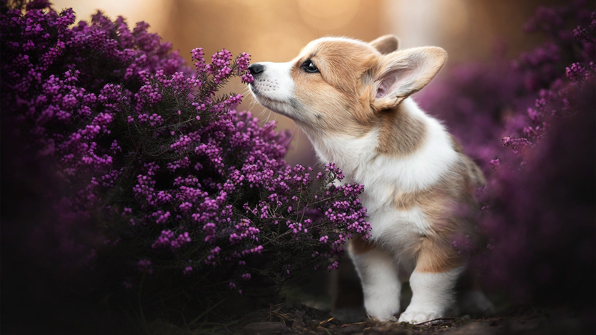 公牛队启动“球场教育计划”，为球迷提供篮球公开课，公牛队的球馆