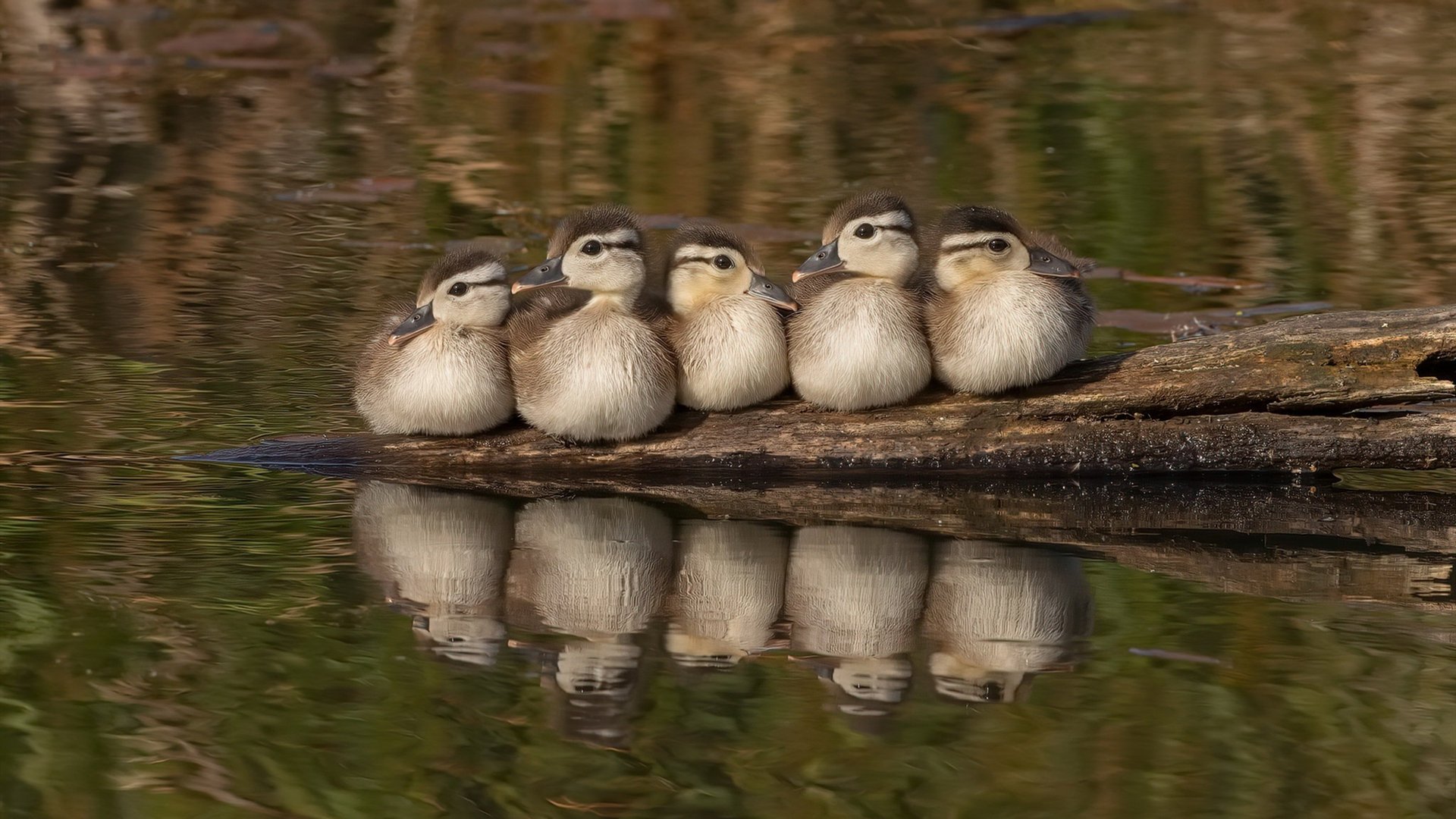 墨西哥男足在巴黎奥运会比赛中以3-2战胜德国，墨西哥男足奥运会冠军阵容
